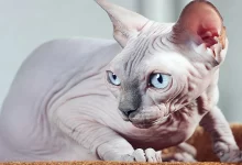 gato de raza Sphynx