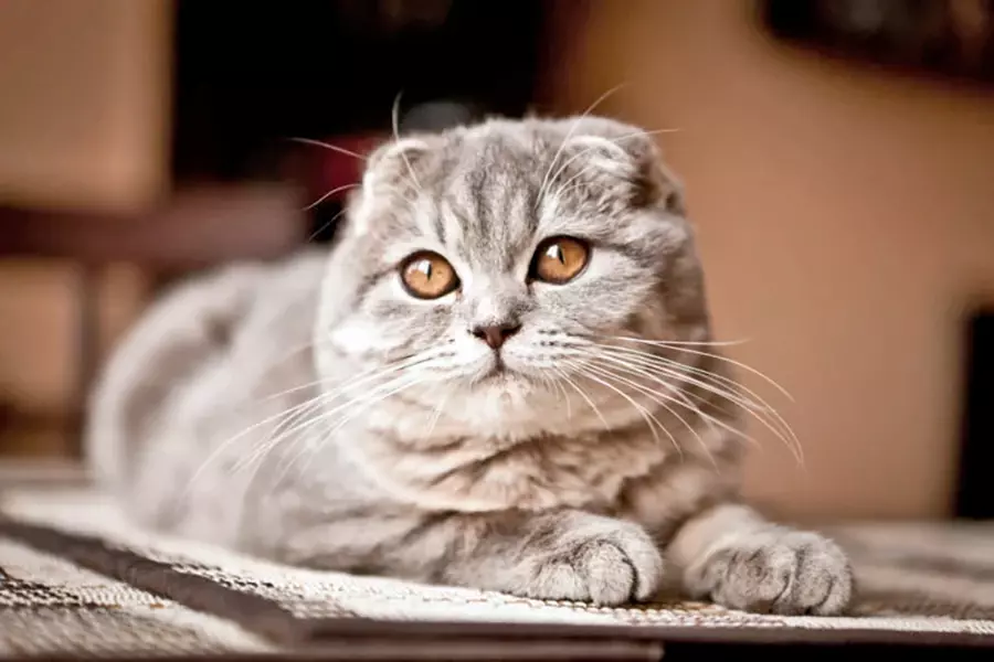 gato fold escoces atigrado