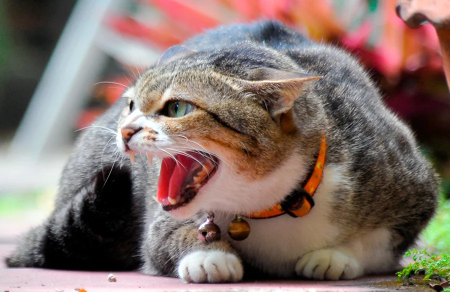 gato molesto por el sonido