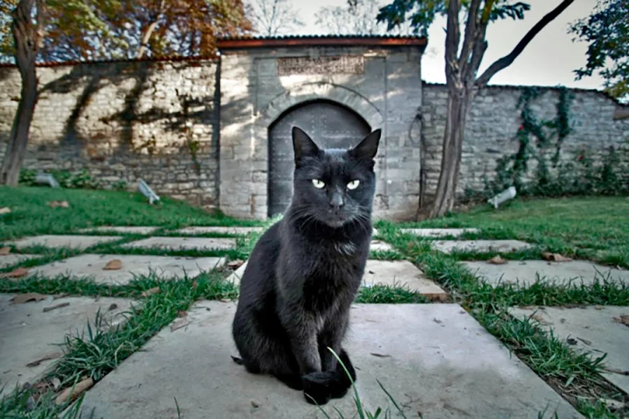 gato negro mal augurio