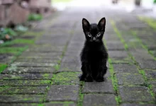 gato negro mala suerte