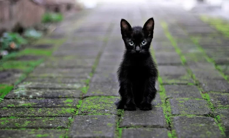 gato negro mala suerte