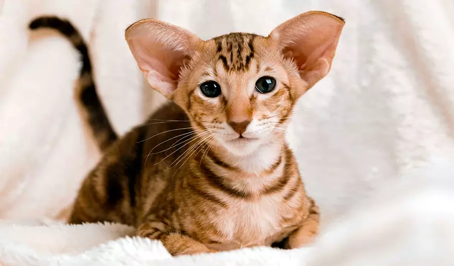 gato oriental de pelo corto atigrado