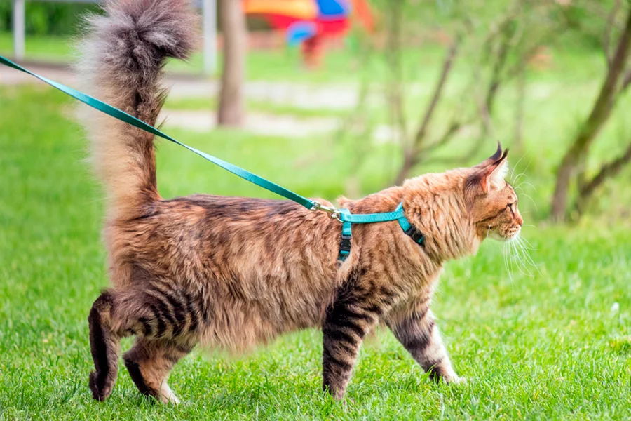 gato paseando con correa y arnes