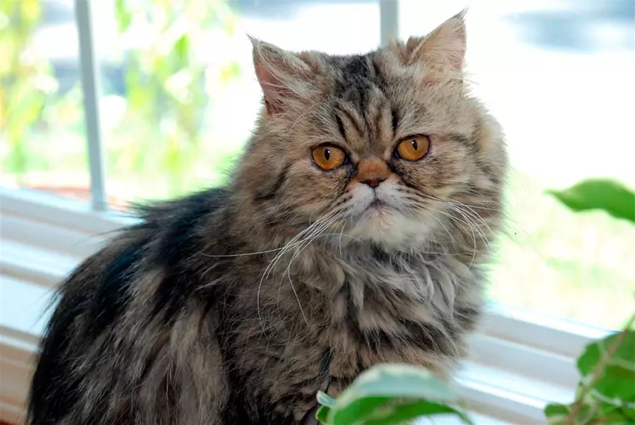 gato persa tabby atigrado