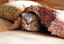 gato tapado por una manta