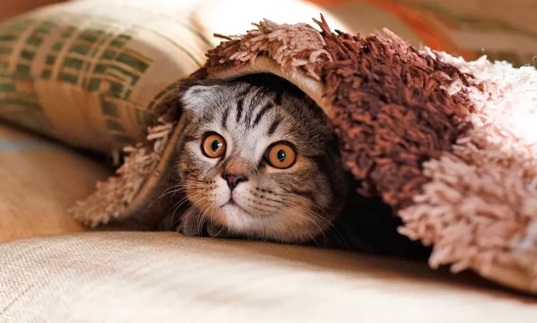 gato tapado por una manta
