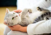 limpiar a un gato sin agua