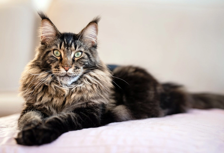 maine coon atigrado