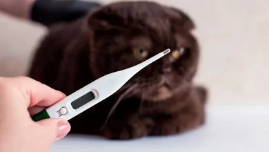 medir temperatura a un gato