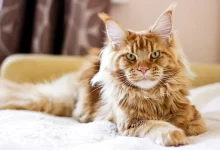 raza maine coon