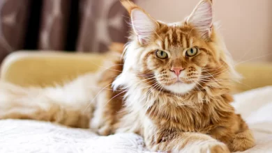 raza maine coon