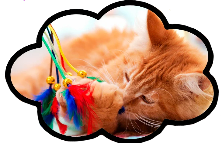 sonar que juegas con un gato