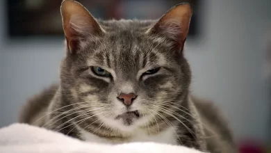 sonidos que molestan a los gatos