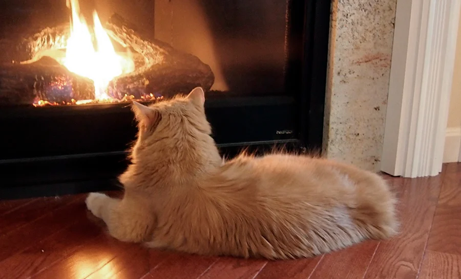 temperatura ideal de casa para un gato