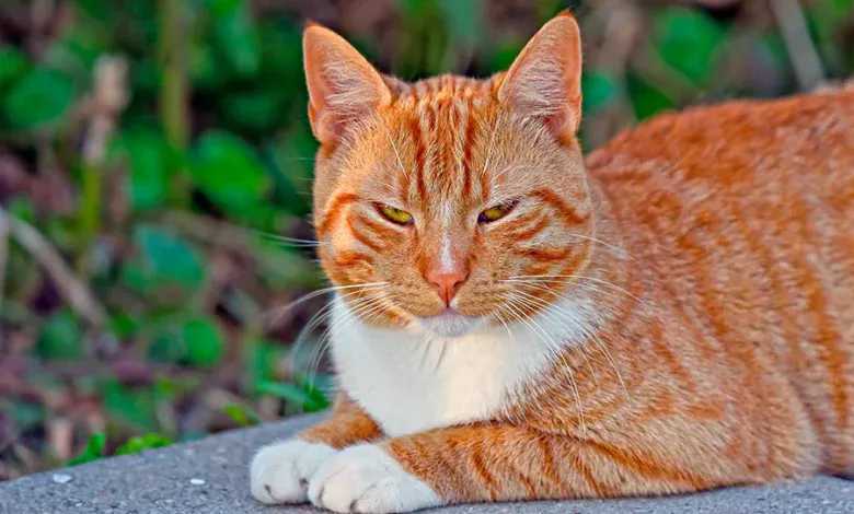 Gatos atigrados