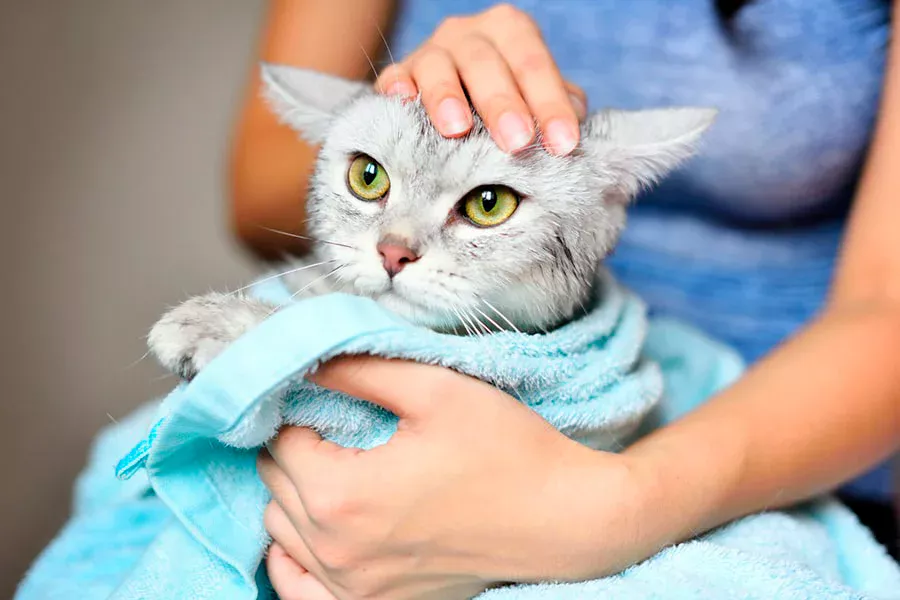 eliminar olor intenso de un gato