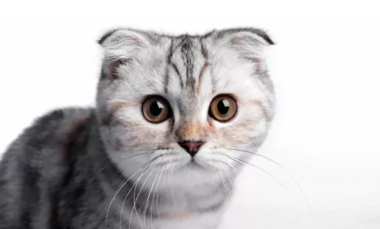 gato Scottish fold