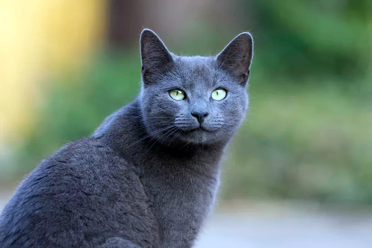 gato azul ruso gato azul ruso