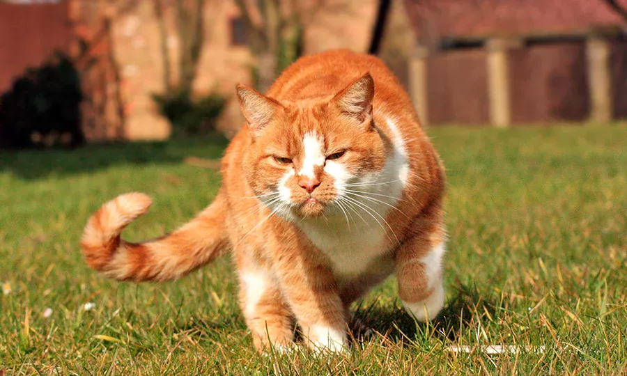 gato con la cola erizada