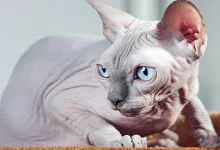 gato de raza Sphynx