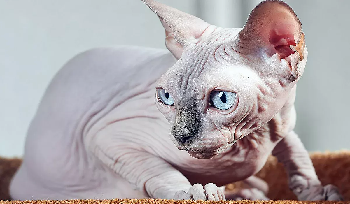 gato de raza Sphynx gato de raza Sphynx