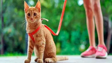 gato en la calle con correa y arnes