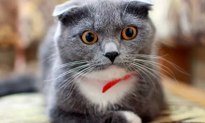 gato escuchando