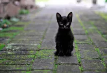 gato negro mala suerte