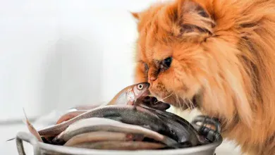 gato oliendo pescado