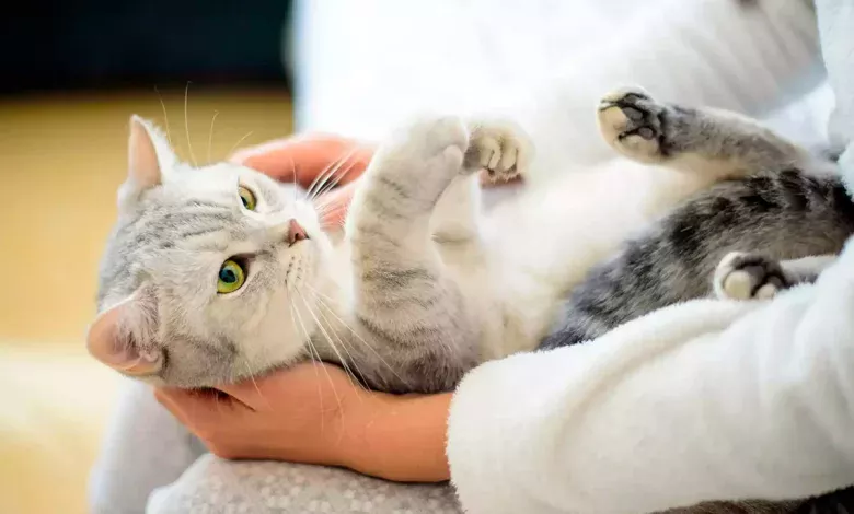 limpiar a un gato sin agua