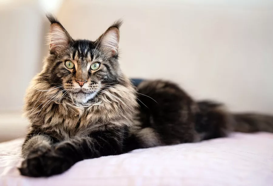 maine coon atigrado