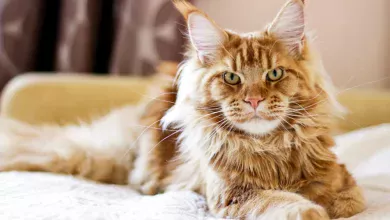 raza maine coon
