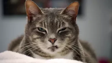 sonidos que molestan a los gatos