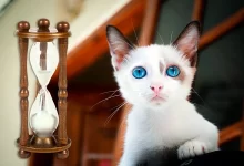 Cuantos anos puede vivir un gato