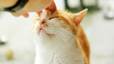 disculparse con el gato