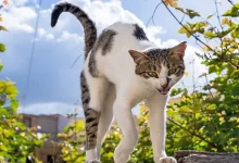 gato con la espalda encorvada