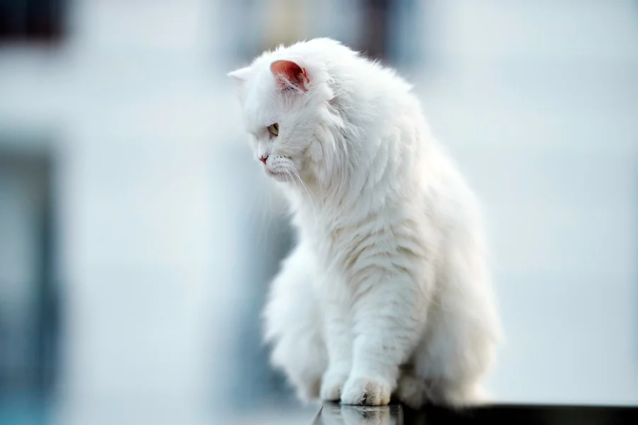 gato de color blanco