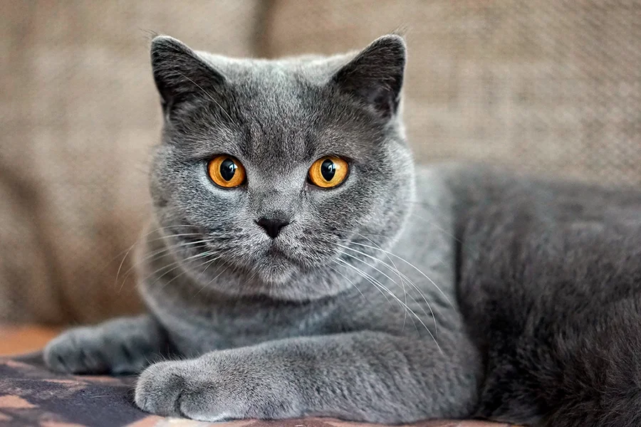 gato de color gris
