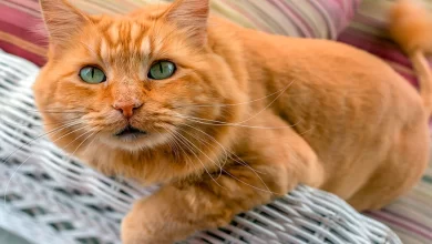 gato de color naranja