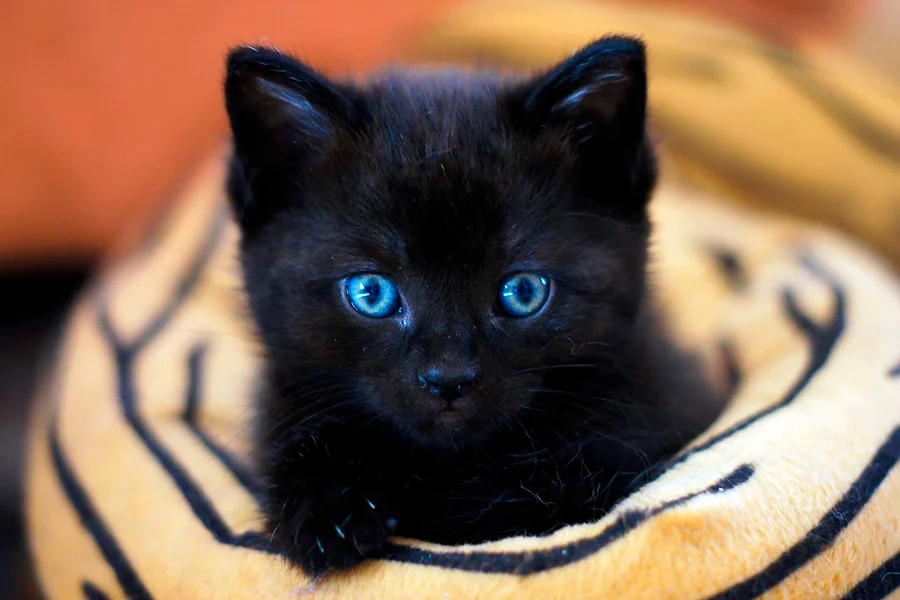 gato de color negro