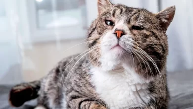 gato que va a morir de viejo