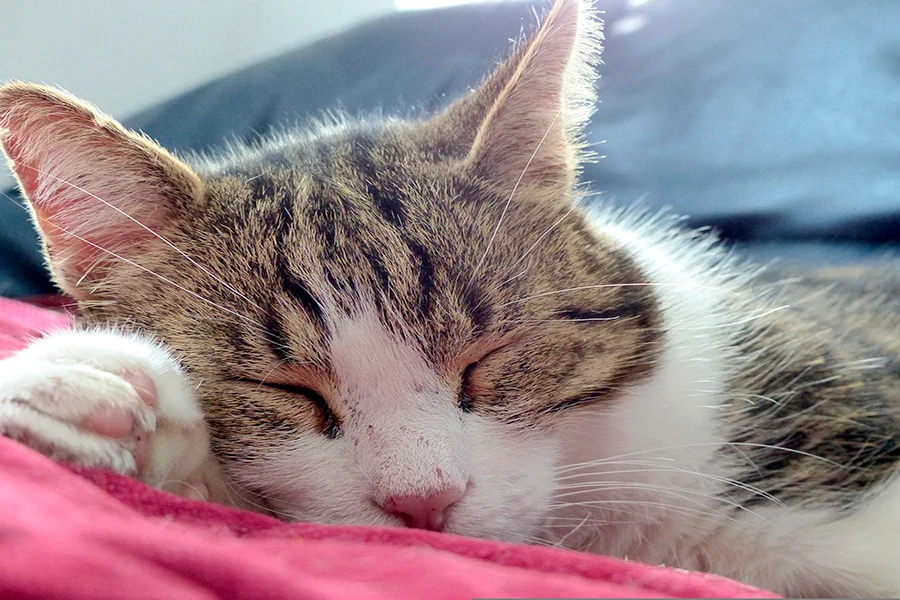 gato viejo durmiendo gato viejo durmiendo