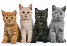 gatos de diferente color