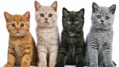 gatos de diferente color