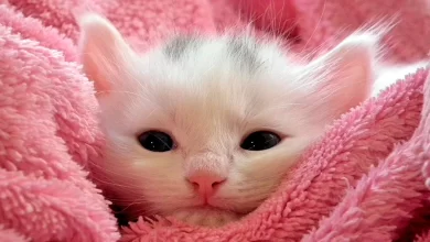 nombres para gatitas