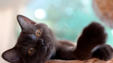 nombres para gato macho