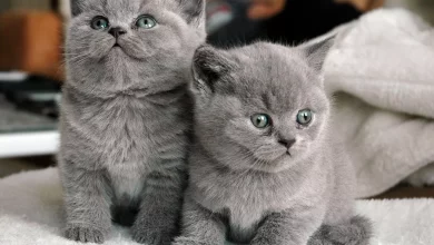 razas de gato de color gris