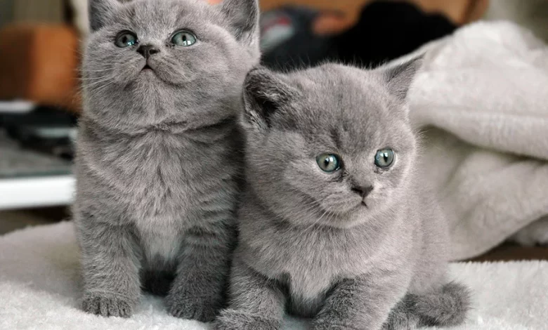 razas de gato de color gris