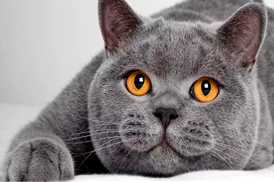 British shorthair gato British shorthair gato
